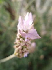 Lavandula dentata