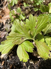 Waldsteinia