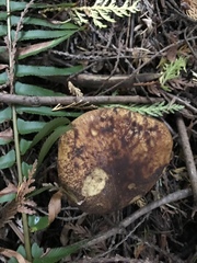 Aureoboletus mirabilis