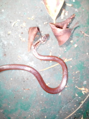 Coniophanes meridanus