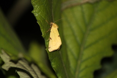 Azenia perflava