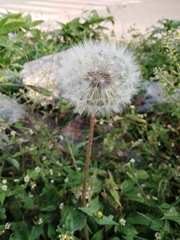Taraxacum