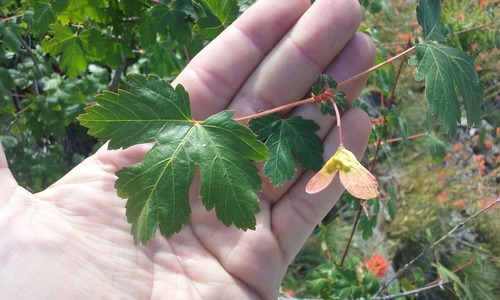 Acer glabrum var. glabrum