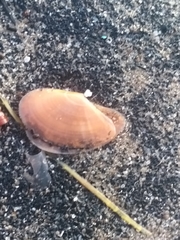 Bosemprella incarnata