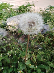 Taraxacum