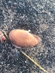 Bosemprella incarnata