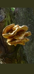 Pleurotus citrinopileatus
