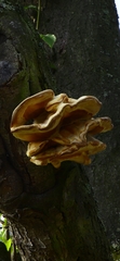 Pleurotus citrinopileatus