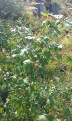 Acer glabrum glabrum