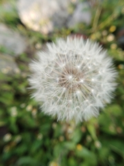 Taraxacum