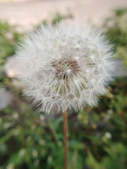 Taraxacum