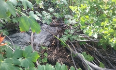 Acer glabrum glabrum