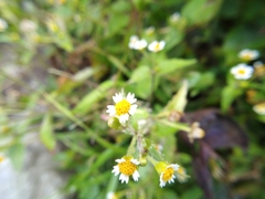 Galinsoga quadriradiata