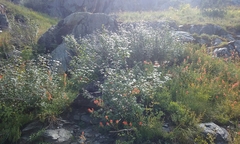 Acer glabrum glabrum