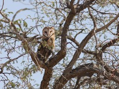 Tyto alba poensis