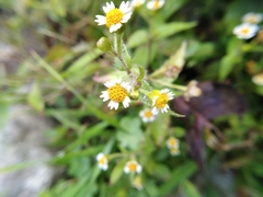 Galinsoga quadriradiata