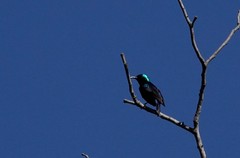 Cinnyris bifasciatus