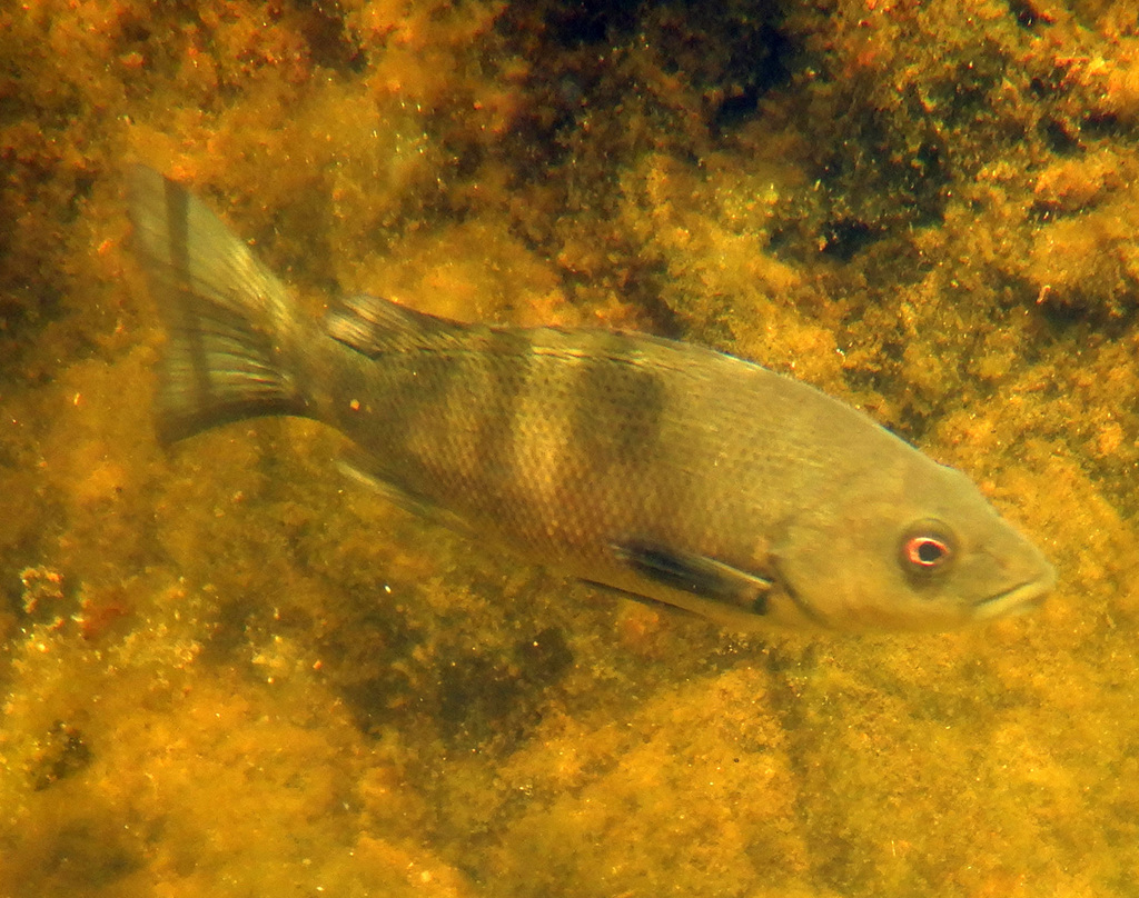 Western Sooty Grunter