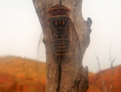 Macrotristria douglasi