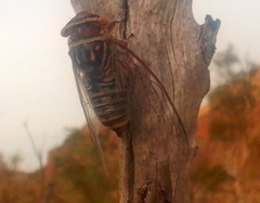 Macrotristria douglasi