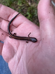 Plethodon cinereus
