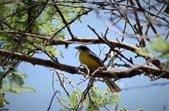Emberiza cabanisi