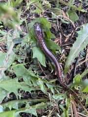 Plethodon cinereus