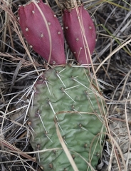 Opuntia cymochila