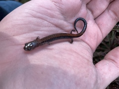 Plethodon cinereus
