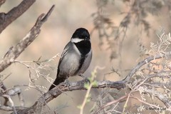 Melaniparus cinerascens