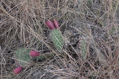 Opuntia cymochila