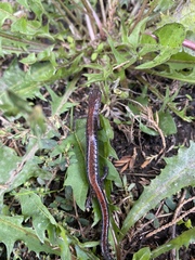 Plethodon cinereus