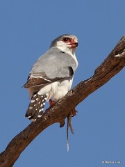 Polihierax semitorquatus