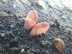 Moerella pulchella