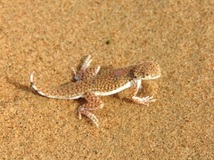 Phrynocephalus interscapularis