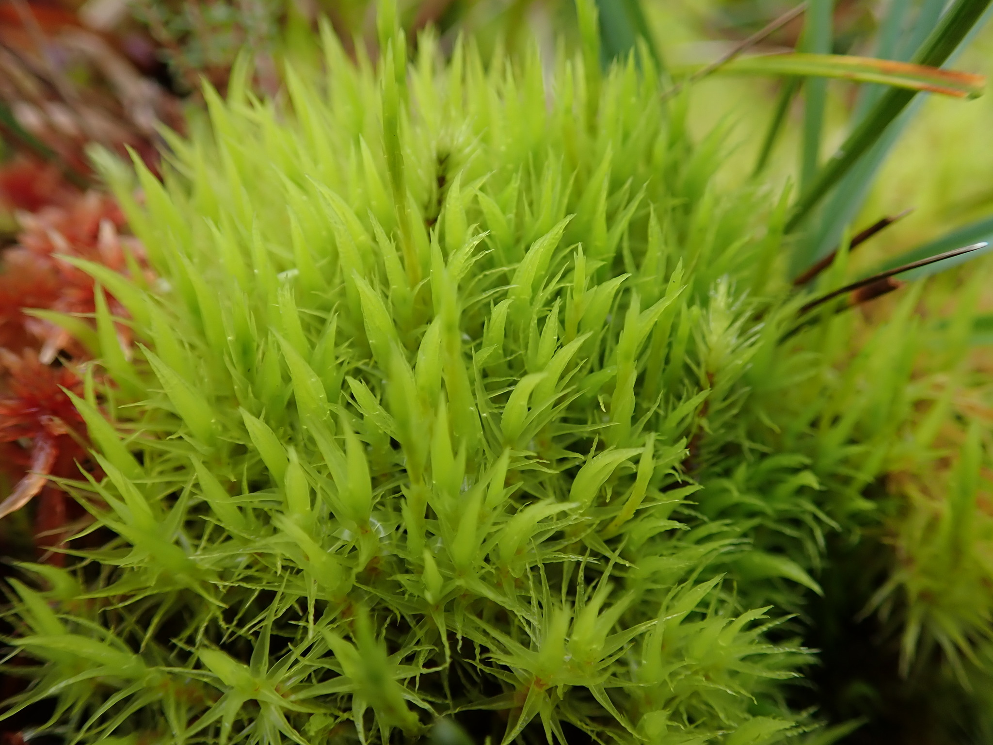 Dicranum bonjeanii