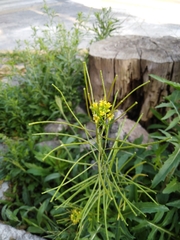 Sisymbrium irio