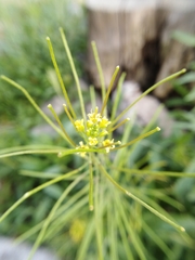 Sisymbrium irio