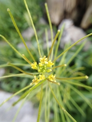 Sisymbrium irio