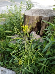 Sisymbrium irio