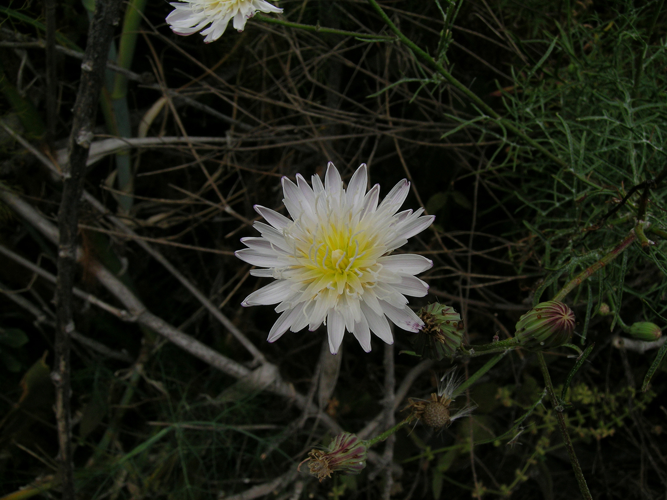 Malacothrix saxatilis var. implicata