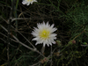 Channel Island Cliff Aster - Photo (c) Ken Owen, some rights reserved (CC BY-NC), uploaded by Ken Owen