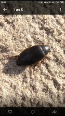 Dytiscus dimidiatus