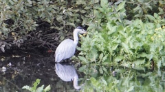 Ardea cinerea