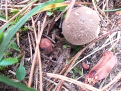 Lycoperdon lividum