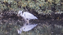 Ardea cinerea