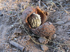 Prosopanche americana