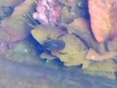 Dytiscus semisulcatus