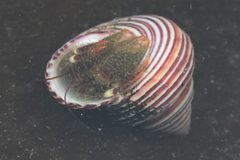 Pagurus caurinus