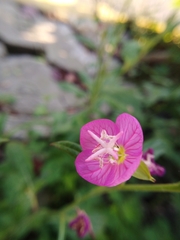 Oenothera rosea